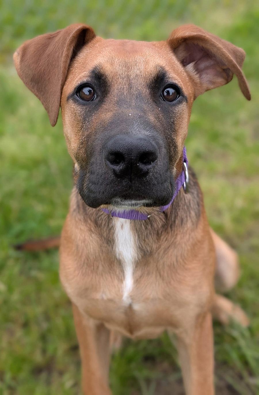 Puppy Lillie, a Adopted mixed breed in Cuyahoga Falls, OH image 1/3
