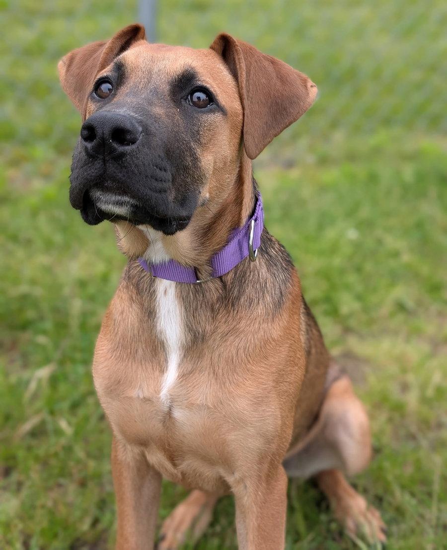 Puppy Lillie, a Adopted mixed breed in Cuyahoga Falls, OH image 2/3