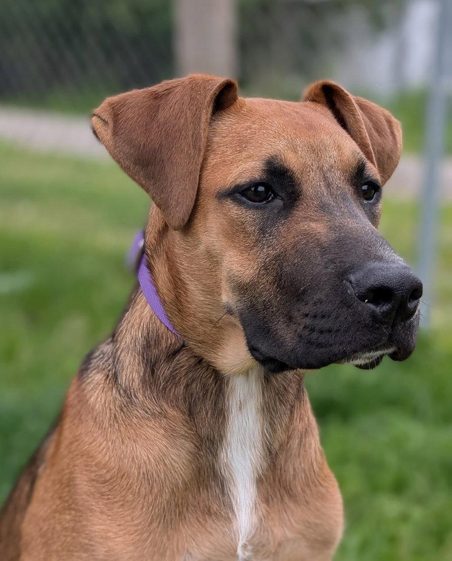 Puppy Lillie, a Adopted mixed breed in Cuyahoga Falls, OH image 3/3