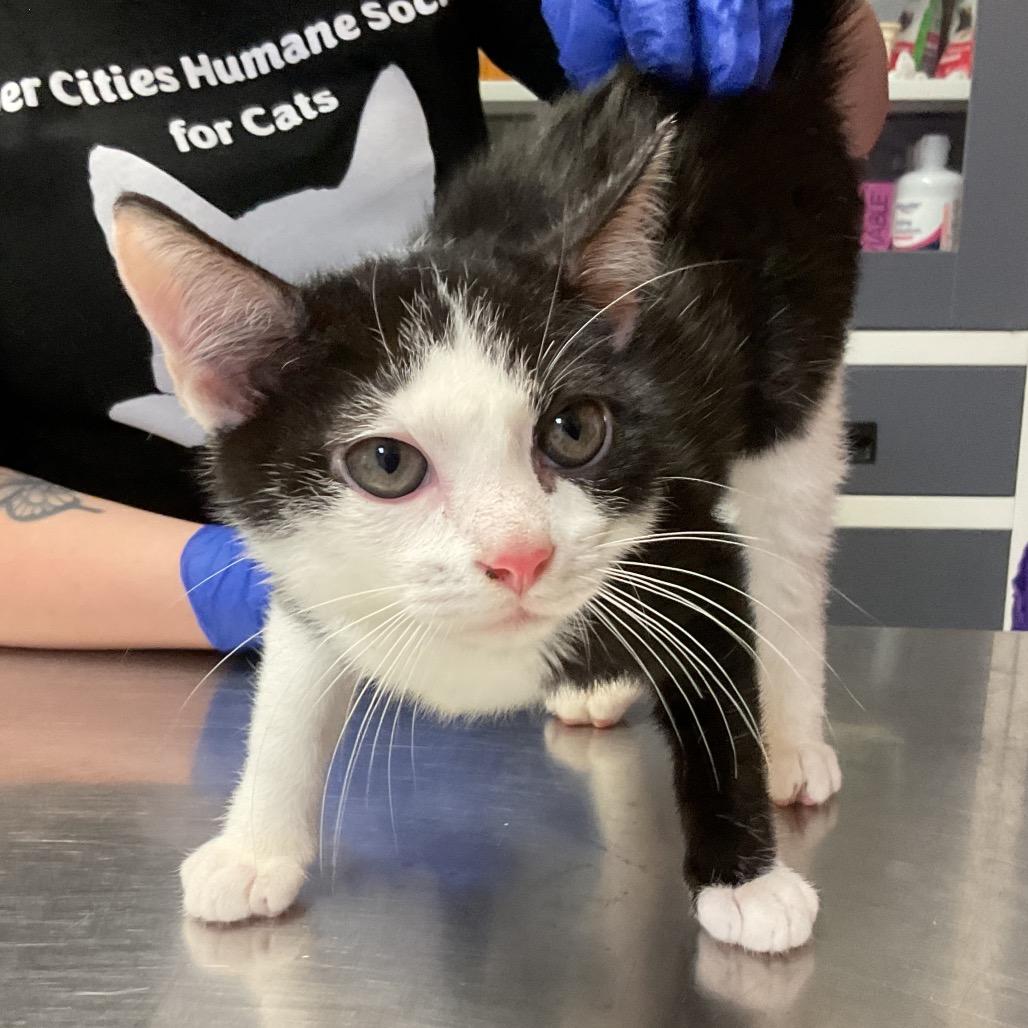 Jefferson, Adoptable, Kitten Male Domestic Short Hair.