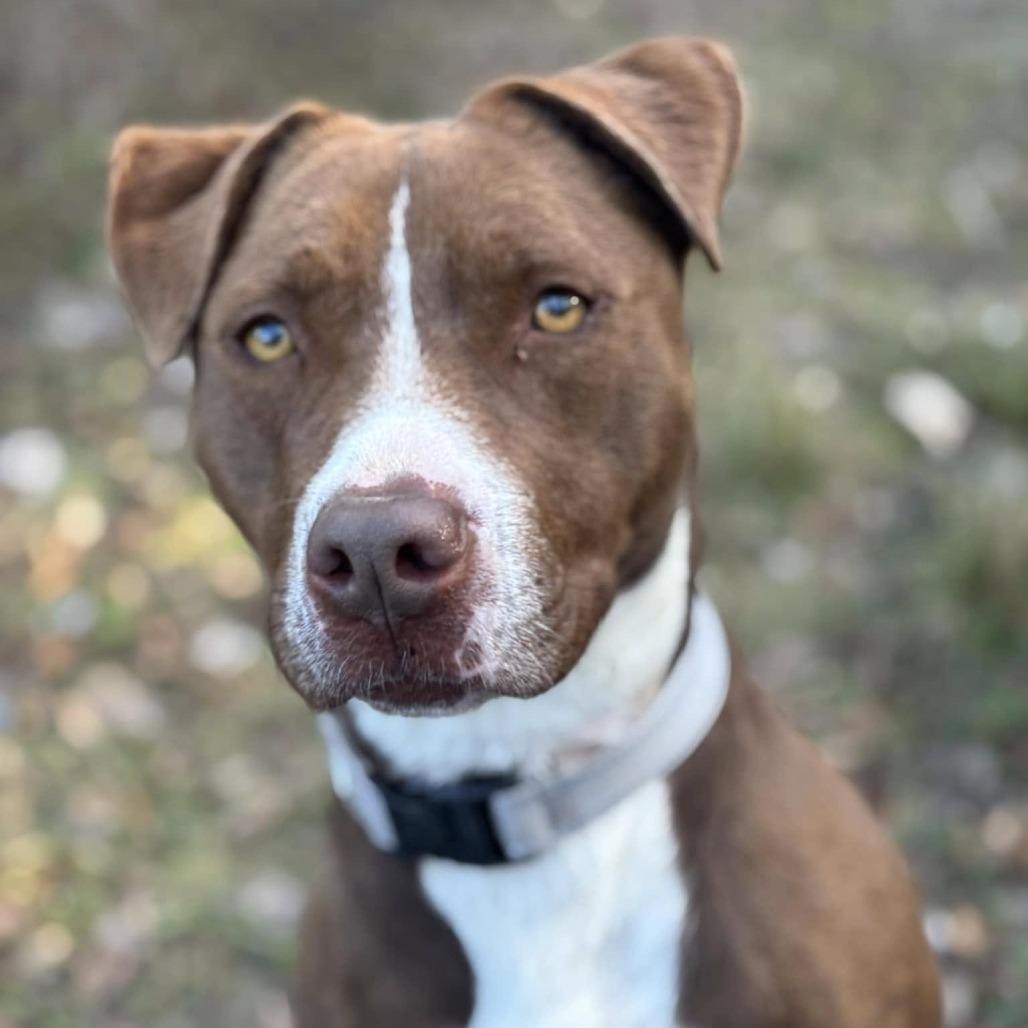 Amber, Adoptable, Adult Female Terrier.