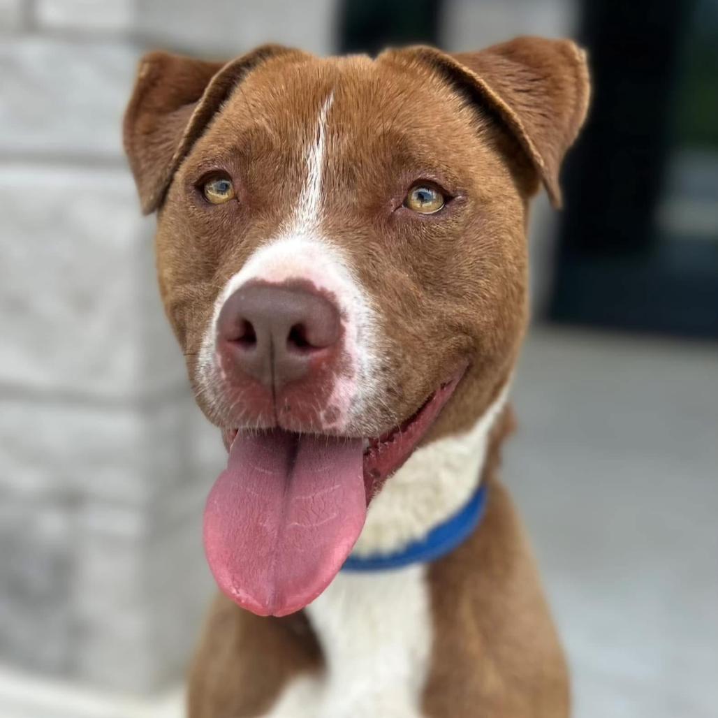 Amber, a Adoptable Terrier in Marshall, TX image 3/5