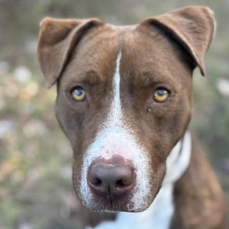 Amber, a Adoptable Terrier in Marshall, TX image 4/5