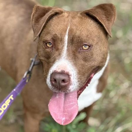 Amber, a Adoptable Terrier in Marshall, TX image 5/5