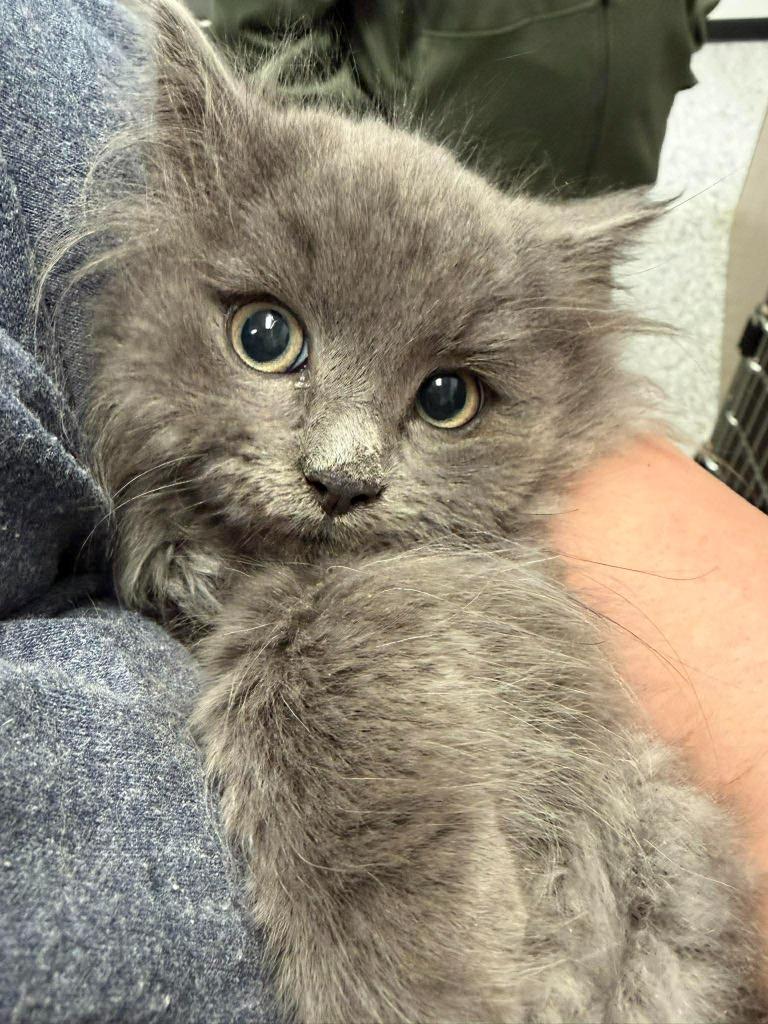 Enlarge Bartok, a Adoptable mixed breed in Republic, MO image 1/1
