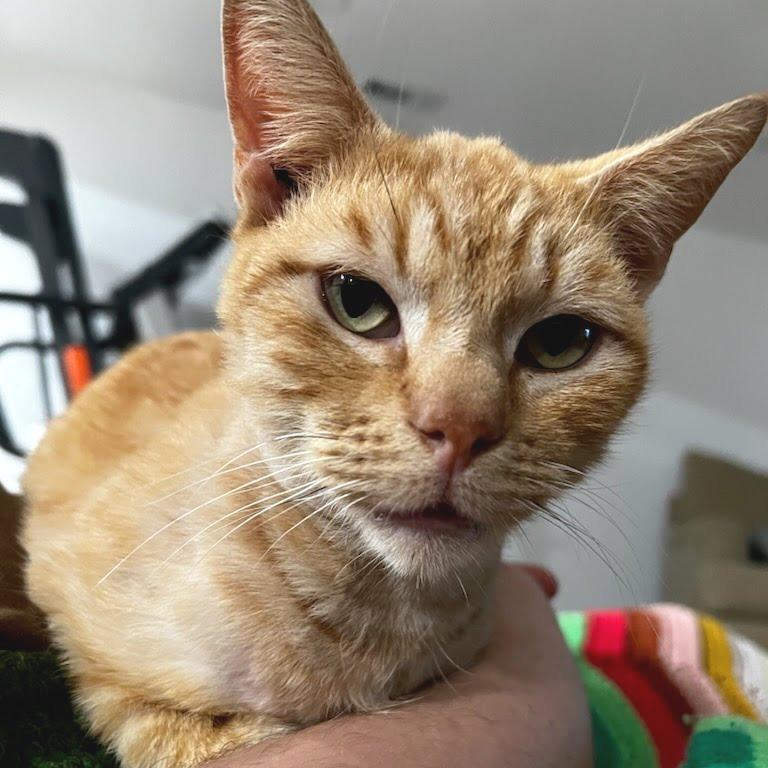 Big Ron (Foster), Adoptable, Adult Male Domestic Short Hair.