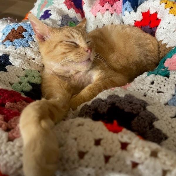 Enlarge Big Ron (Foster), a Adoptable Domestic Short Hair in Belleville, IL image 2/6