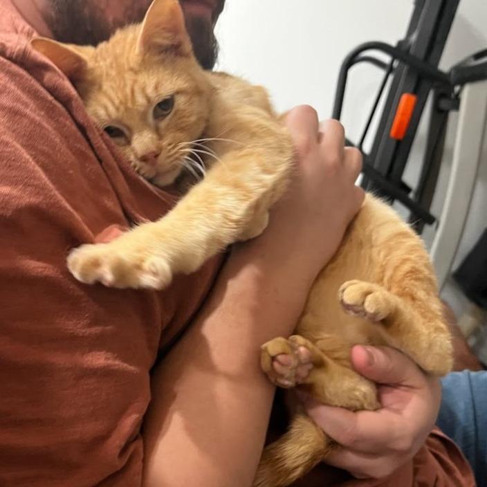 Enlarge Big Ron (Foster), a Adoptable Domestic Short Hair in Belleville, IL image 3/6