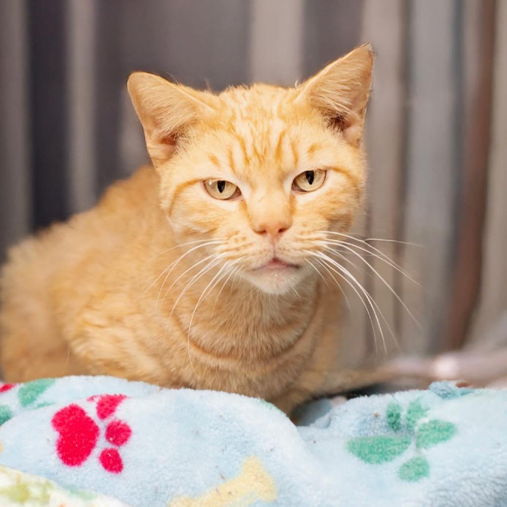 Enlarge Big Ron (Foster), a Adoptable Domestic Short Hair in Belleville, IL image 5/6