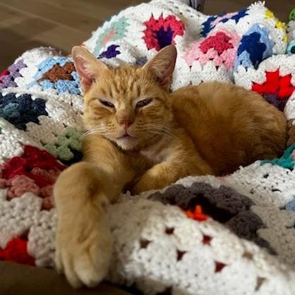 Enlarge Big Ron (Foster), a Adoptable Domestic Short Hair in Belleville, IL image 6/6