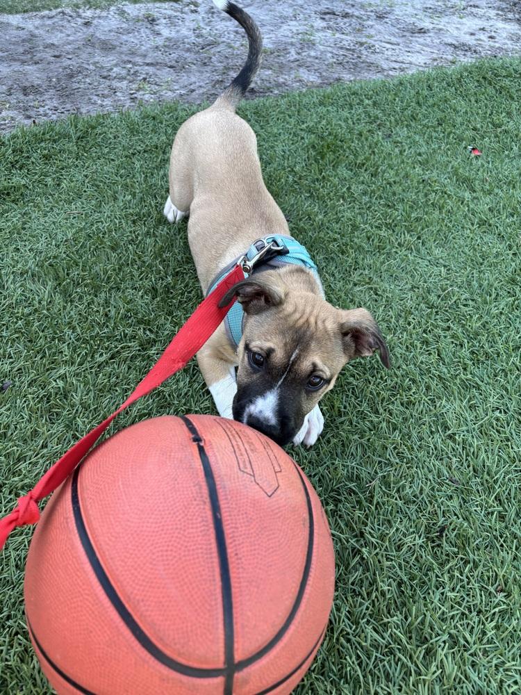 Wally, Adoptable, Puppy Male Mixed Breed & Mixed Breed.