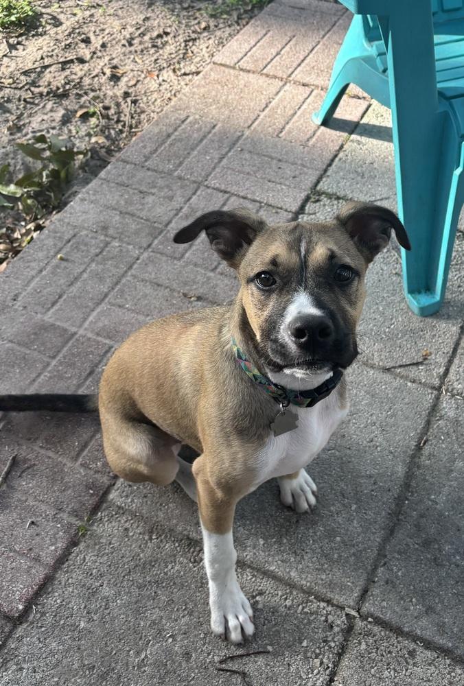 Wally, Adoptable, Puppy Male Mixed Breed & Mixed Breed.