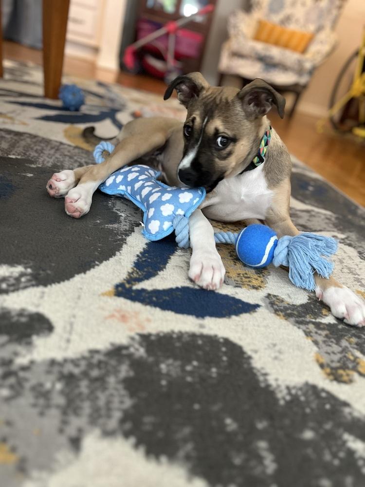 Enlarge Wally, a Adoptable mixed breed in Orlando, FL image 2/4