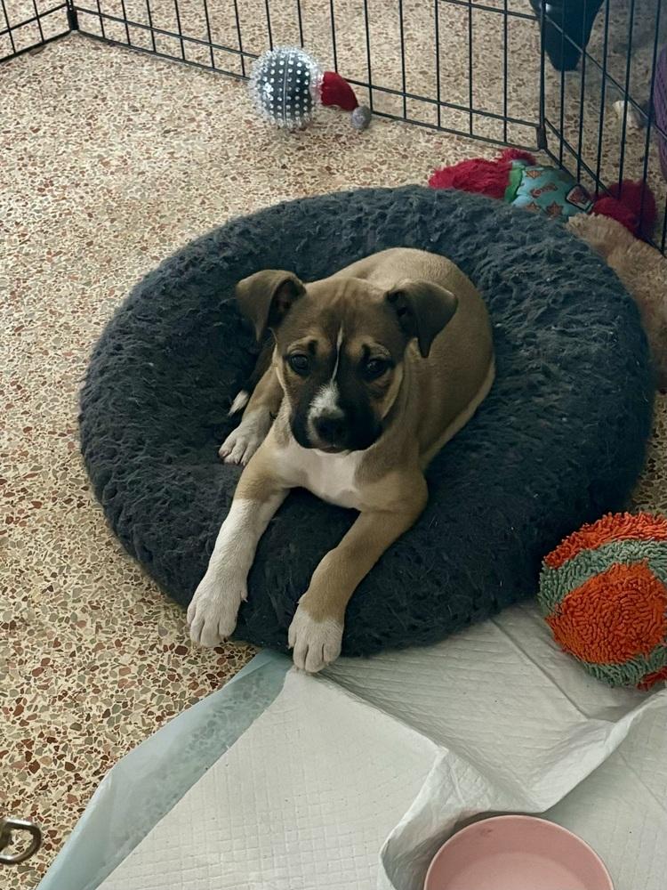 Wally, a Adoptable mixed breed in Orlando, FL image 2/6