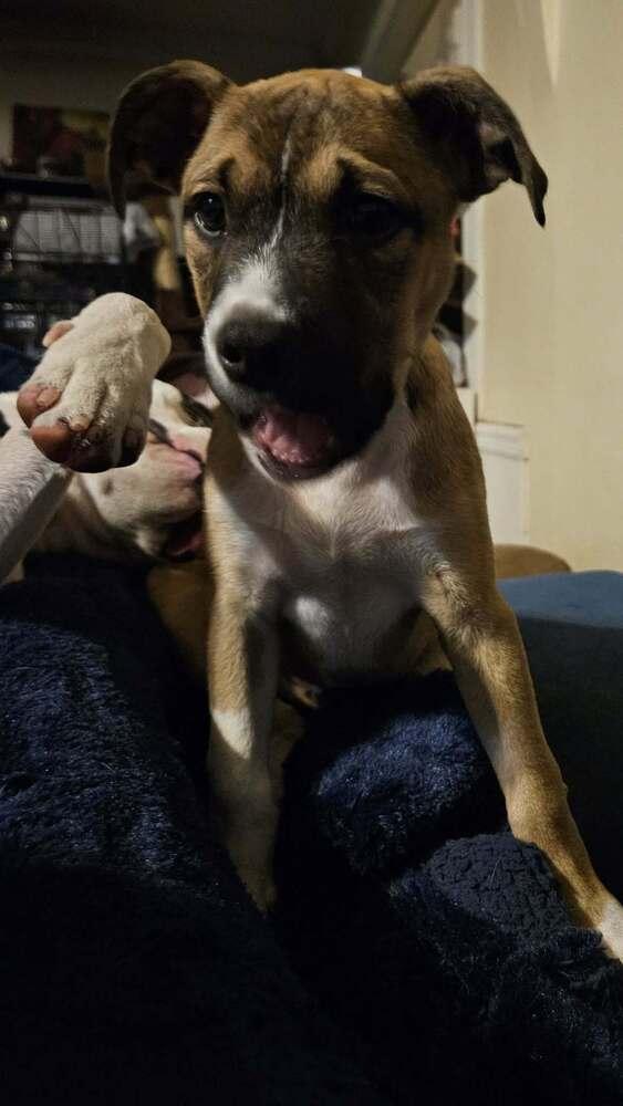 Wally, a Adoptable mixed breed in Orlando, FL image 3/6