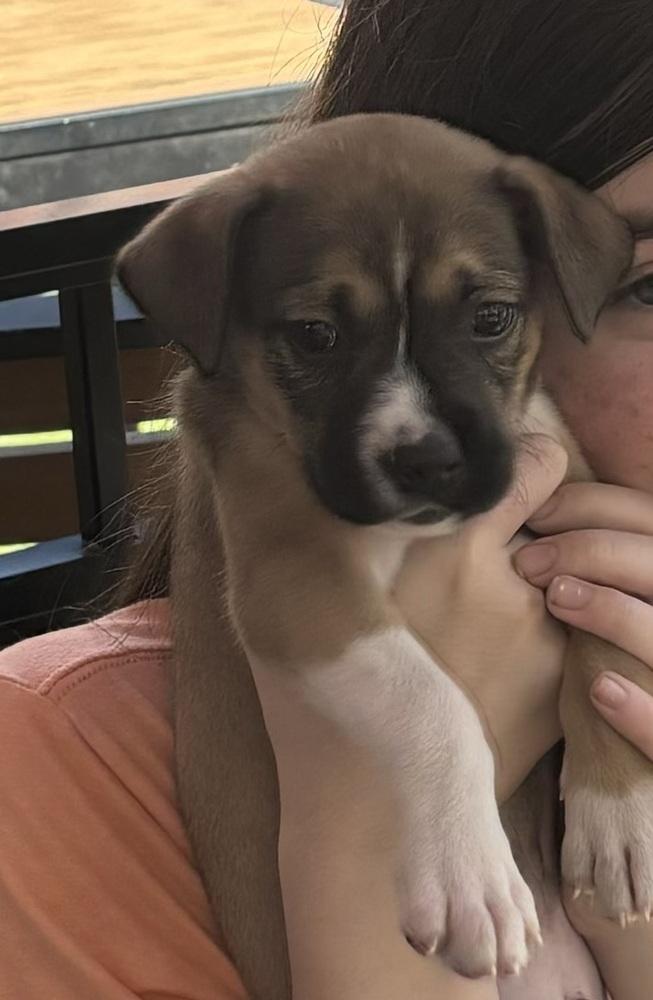 Wally, a Adoptable mixed breed in Orlando, FL image 4/6