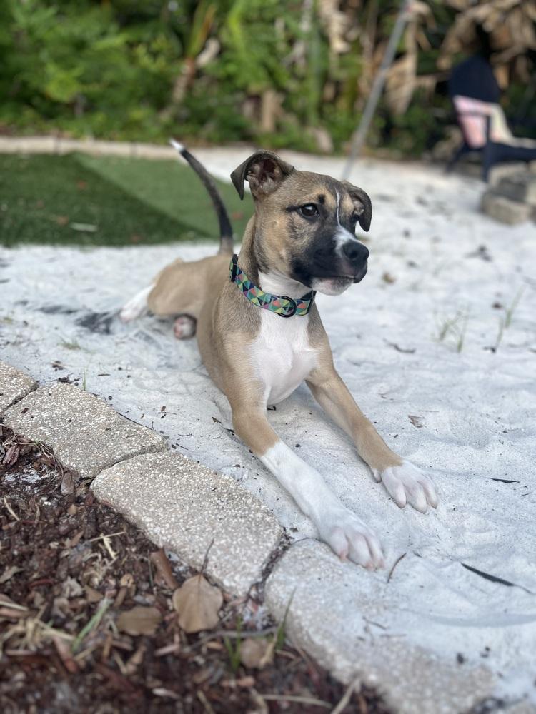 Enlarge Wally, a Adoptable mixed breed in Orlando, FL image 3/4
