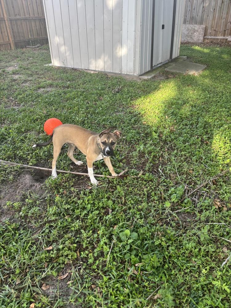 Enlarge Wally, a Adoptable mixed breed in Orlando, FL image 4/4