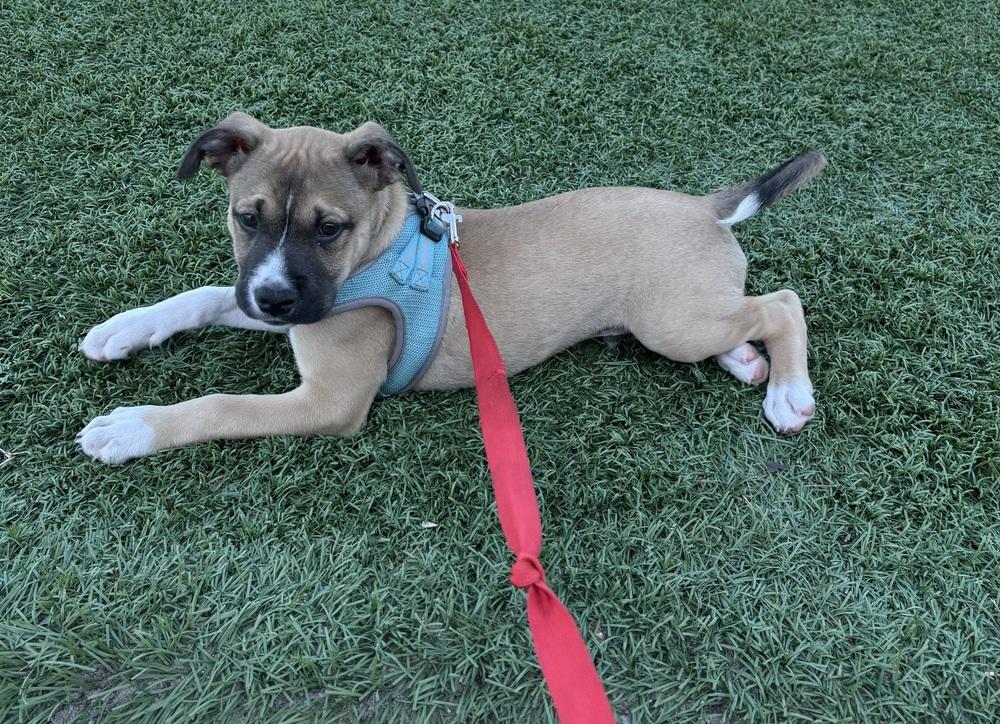 Wally, a Adoptable mixed breed in Orlando, FL image 5/6