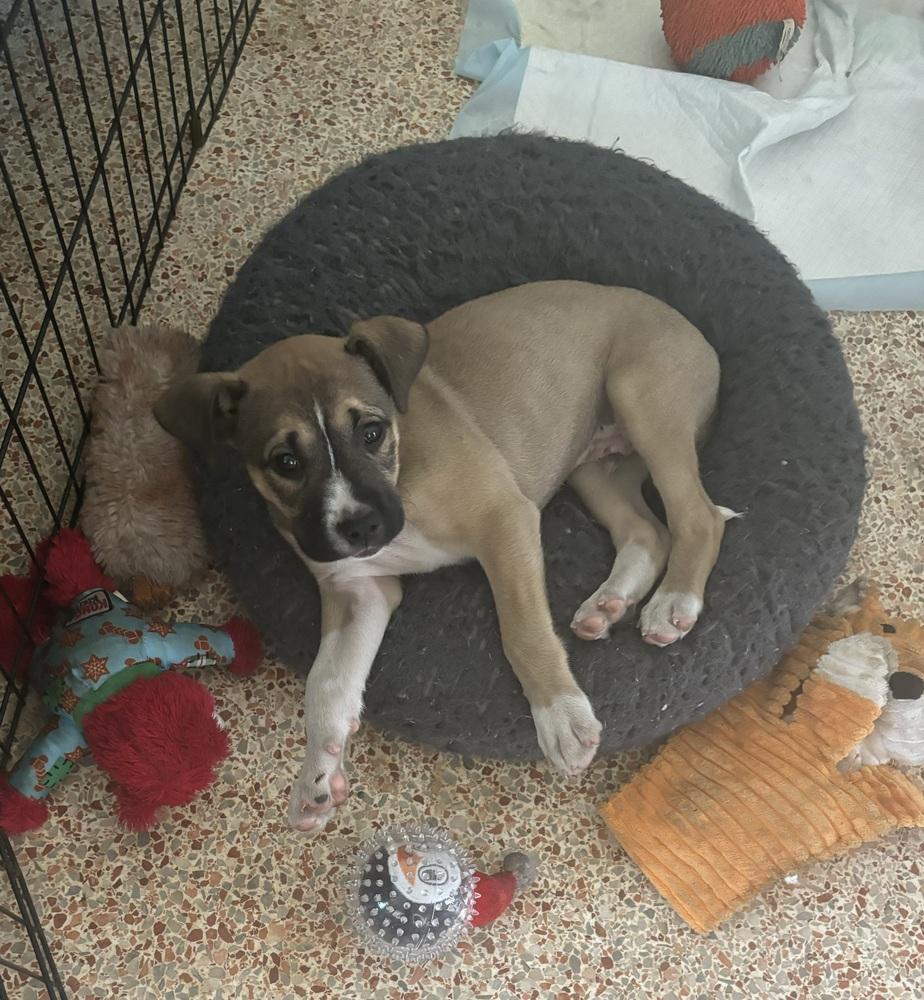 Wally, a Adoptable mixed breed in Orlando, FL image 6/6