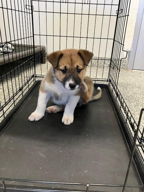 Enlarge Finch, a Adoptable Mixed Breed in Mustang, OK image 1/1