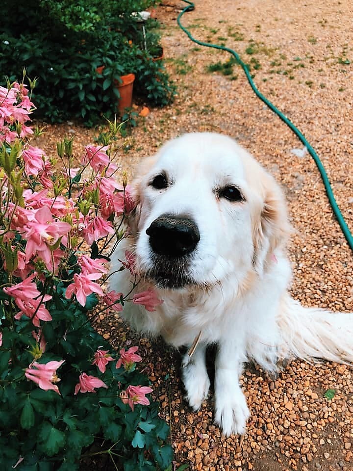 Nala photo 6