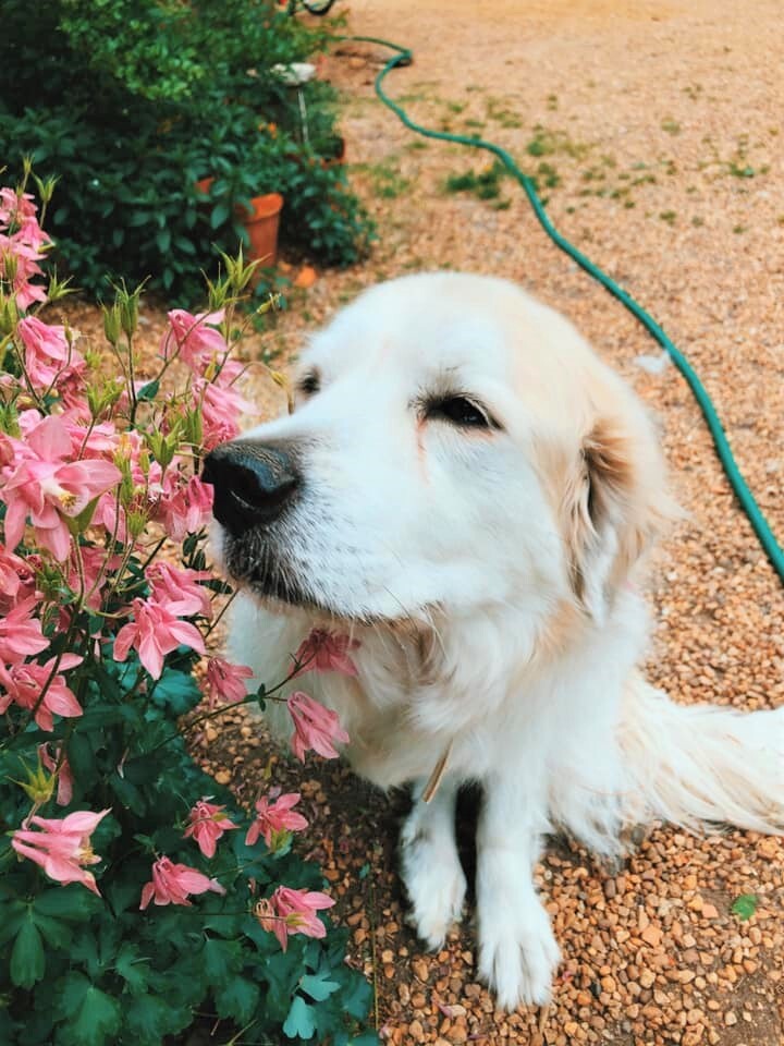 Nala photo 4