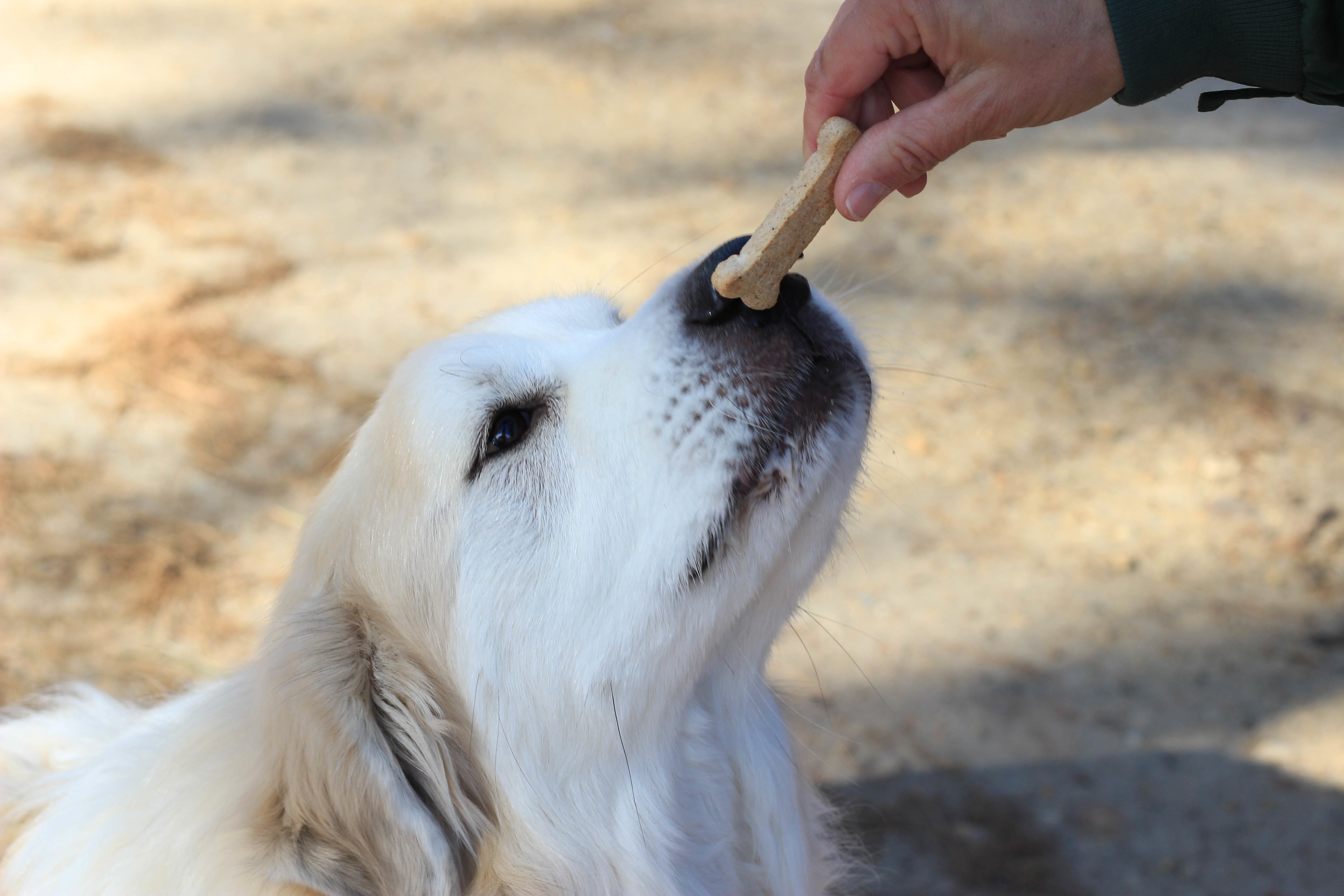Nala photo 2