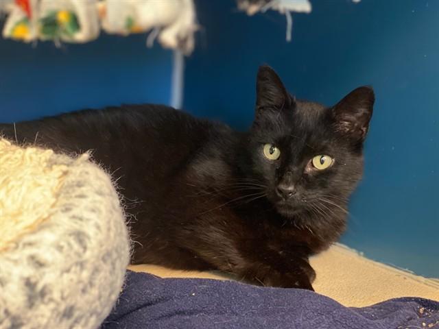 Enlarge TINY, a Adoptable Domestic Short Hair in Fort Wayne, IN image 1/1