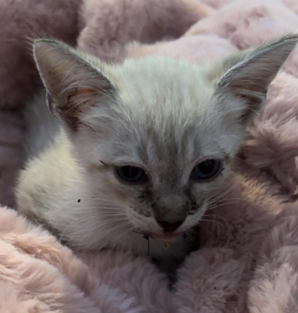 Arabella, Adoptable, Young Female Domestic Short Hair.