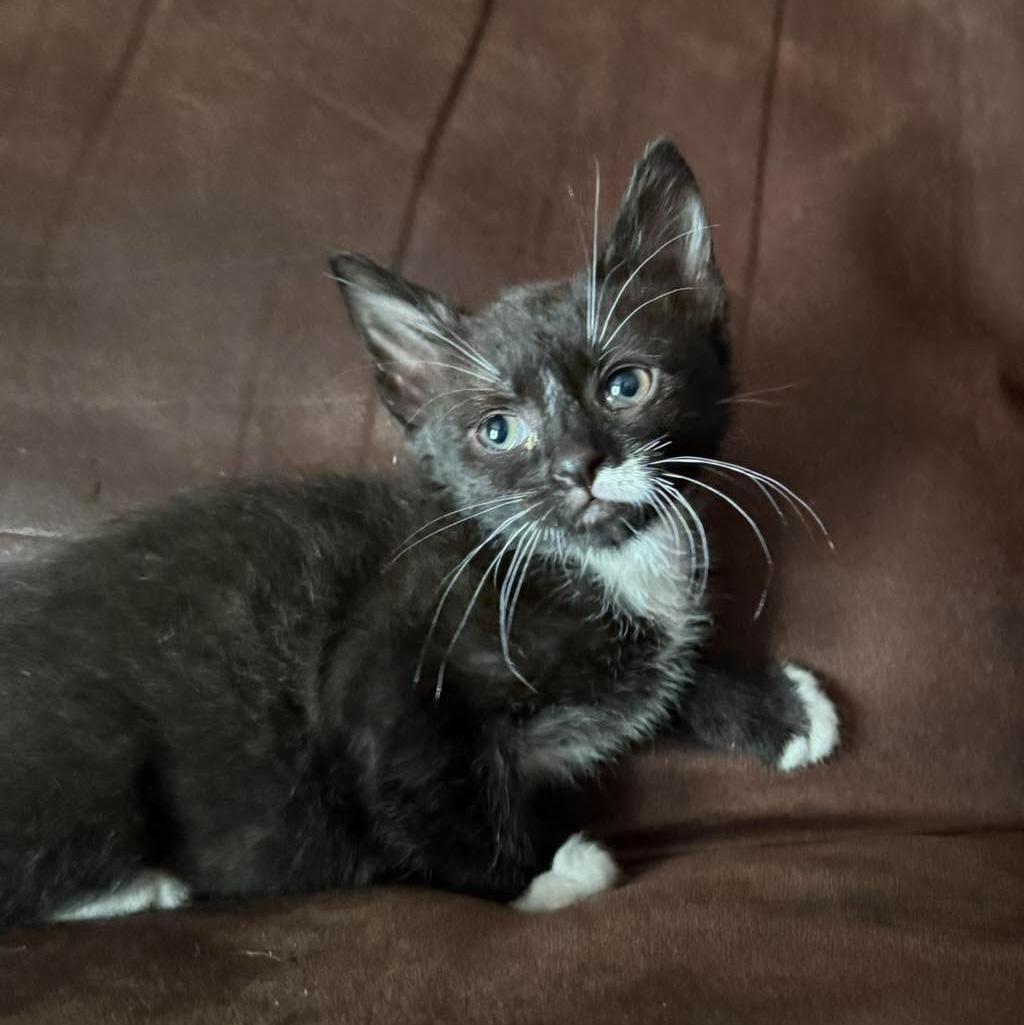 Aria, Adoptable, Kitten Female Domestic Short Hair.