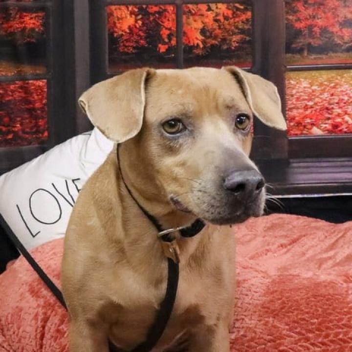 Munchkin, Adoptable, Senior Female Dachshund & Mixed Breed.