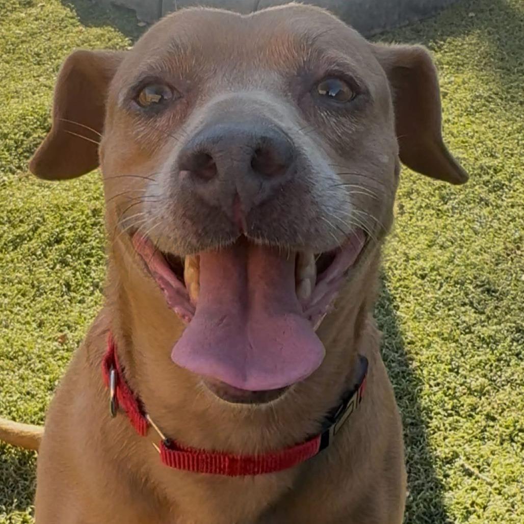 Enlarge Munchkin, a Adoptable mixed breed in Weatherford, TX image 2/6