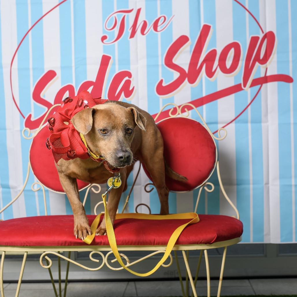 Munchkin, a Adoptable mixed breed in Weatherford, TX image 2/6