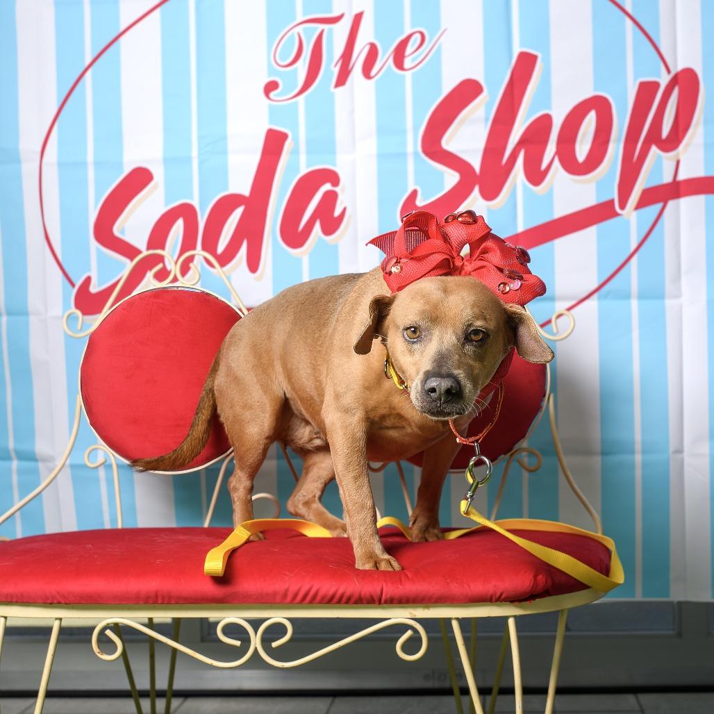 Munchkin, a Adoptable mixed breed in Weatherford, TX image 3/6