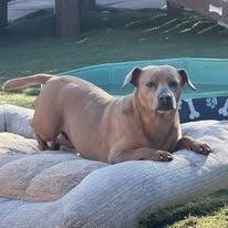 Munchkin, a Adoptable mixed breed in Weatherford, TX image 4/6