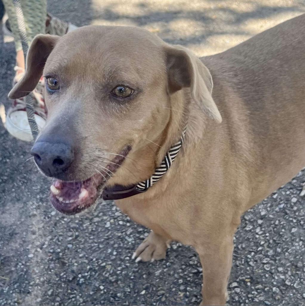 Enlarge Munchkin, a Adoptable mixed breed in Weatherford, TX image 2/3