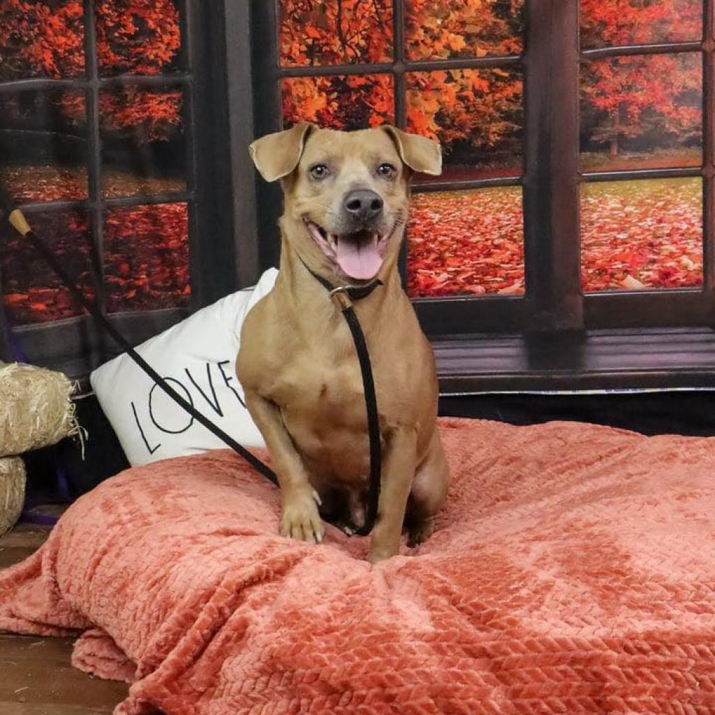 Enlarge Munchkin, a Adoptable mixed breed in Weatherford, TX image 3/3