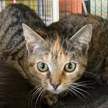 Skittles, ADOPTABLE, Young Female Domestic Short Hair.
