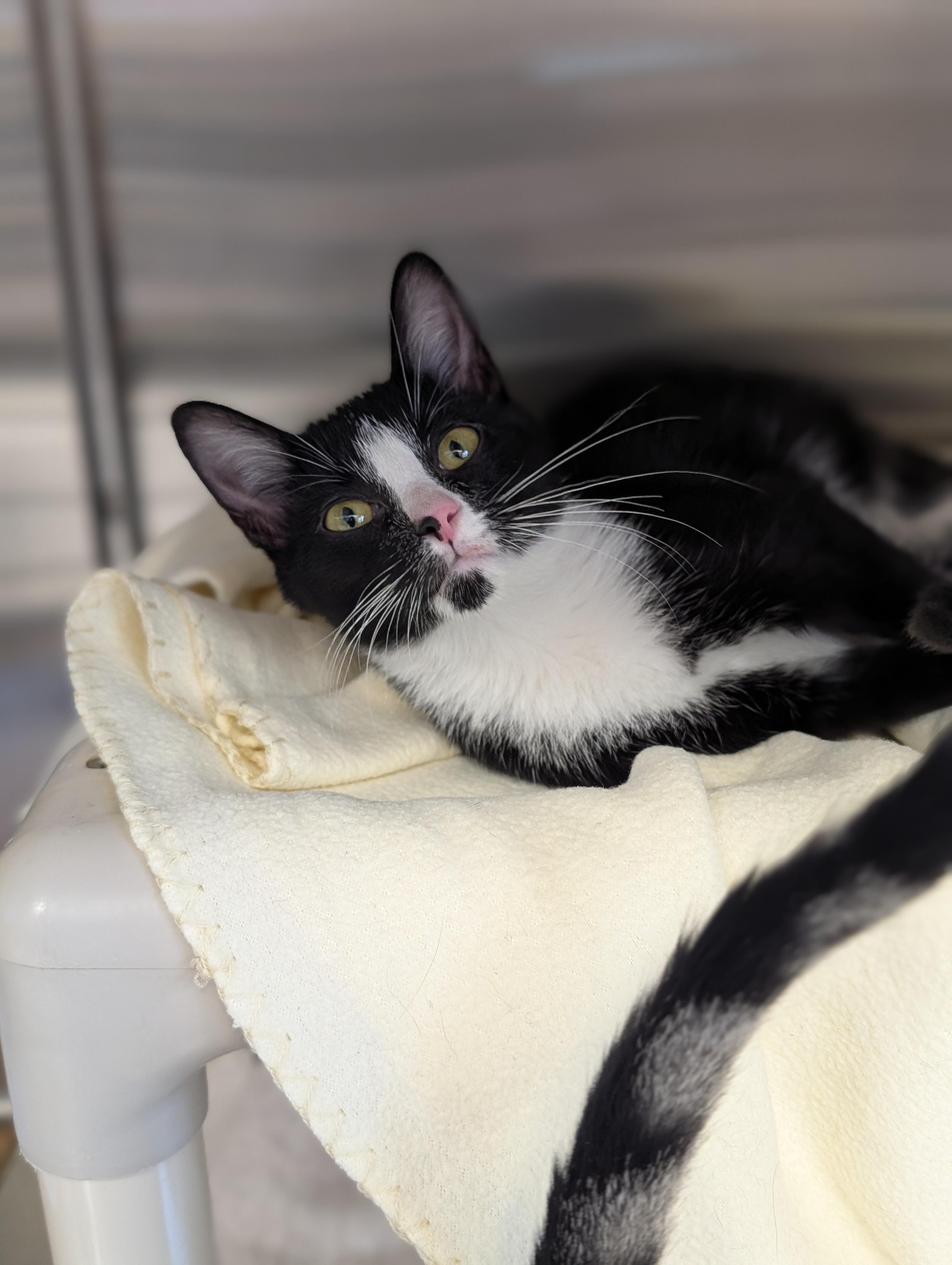 Jennette, a Adoptable Domestic Short Hair in Jefferson, WI image 2/2