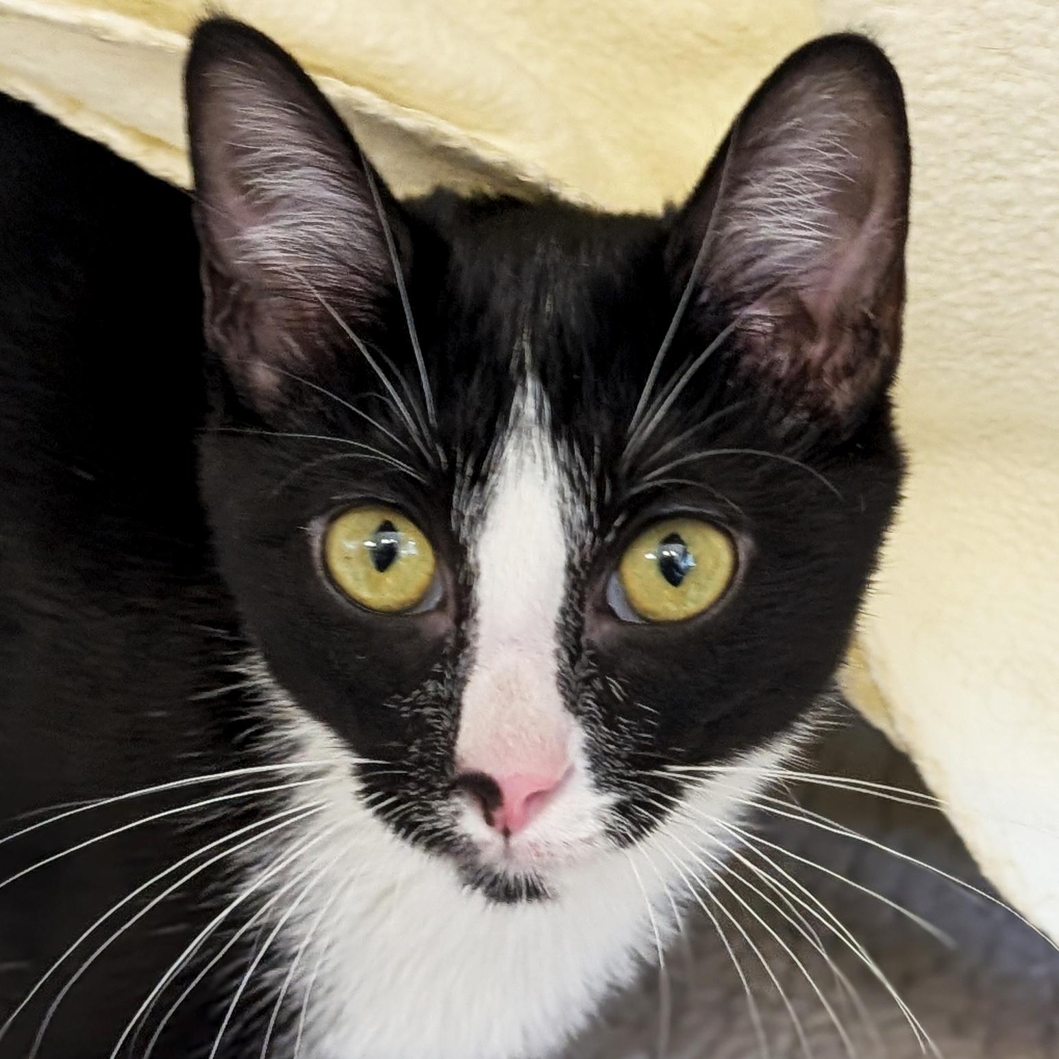 Jennette, Adoptable, Kitten Female Domestic Short Hair.