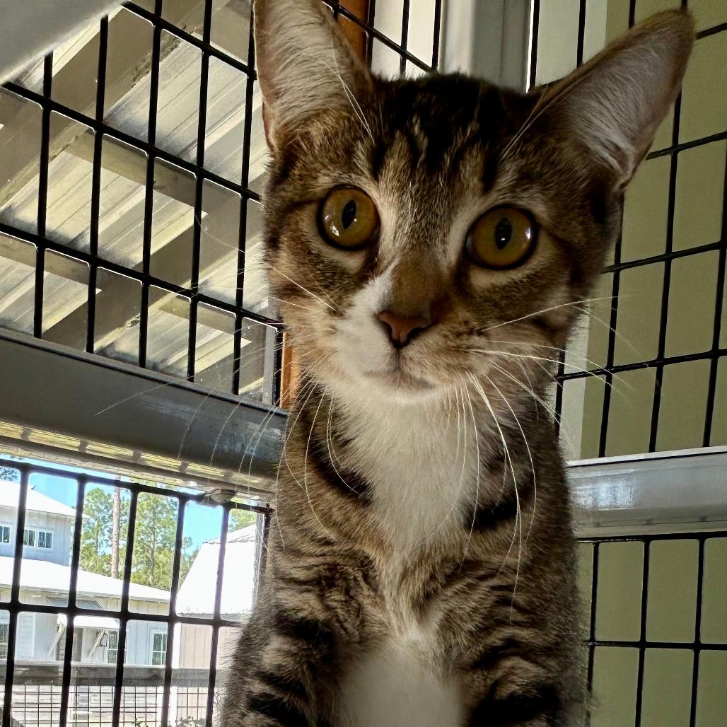 Enlarge Audi, a Adoptable Domestic Short Hair in Freeport, FL image 1/3