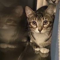 Enlarge Audi, a Adoptable Domestic Short Hair in Freeport, FL image 2/3