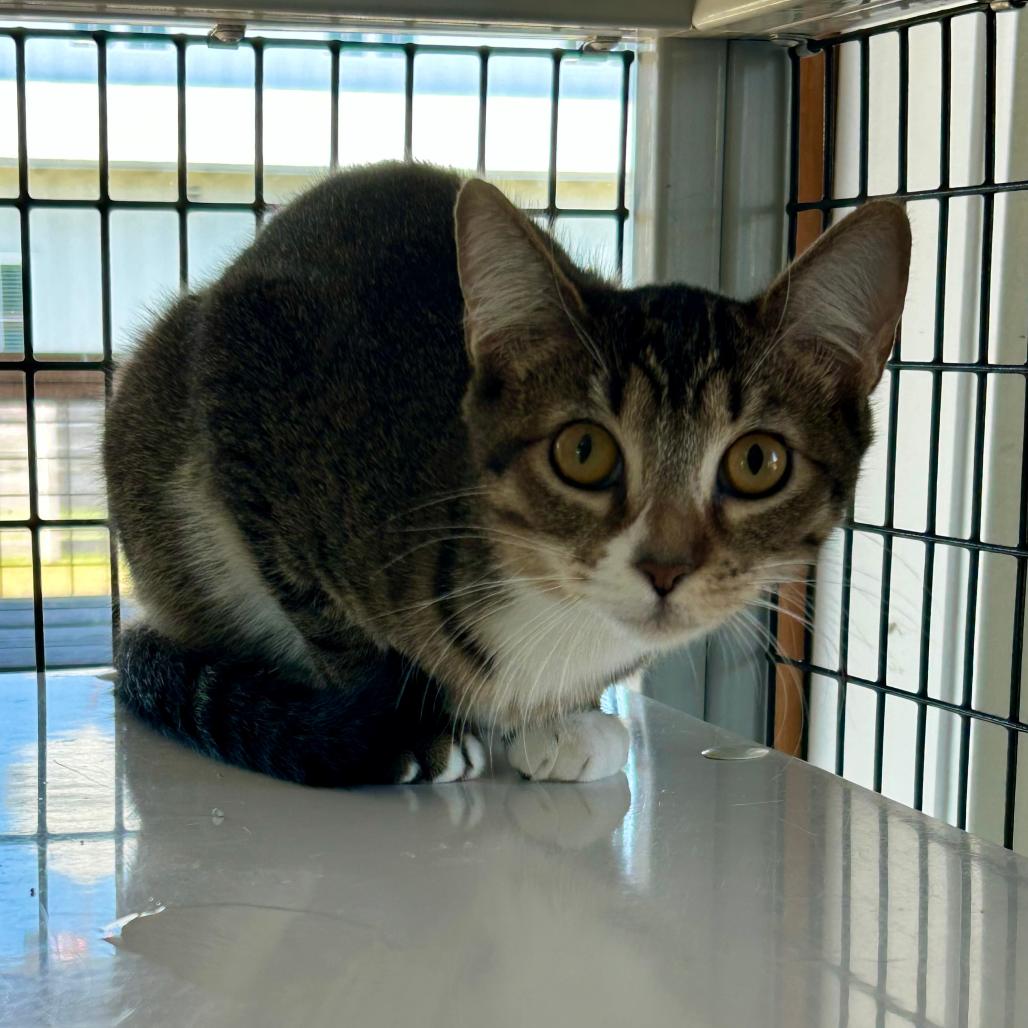 Enlarge Audi, a Adoptable Domestic Short Hair in Freeport, FL image 3/3