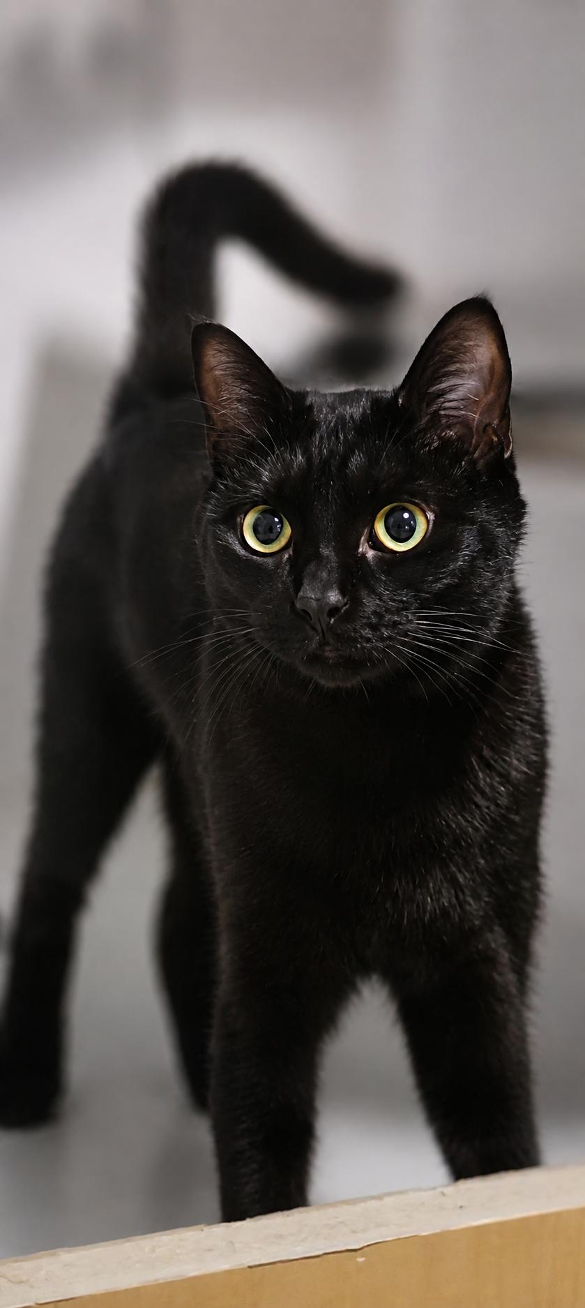 Enlarge Posh, a Adopted Domestic Short Hair in Scottsdale, AZ image 1/4
