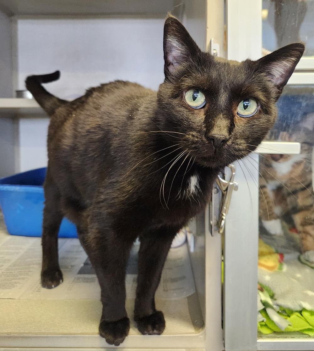 Enlarge Utopia, a Adoptable Domestic Short Hair in Mason City, IA image 2/3