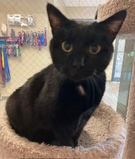 Enlarge Utopia, a Adoptable Domestic Short Hair in Mason City, IA image 1/3