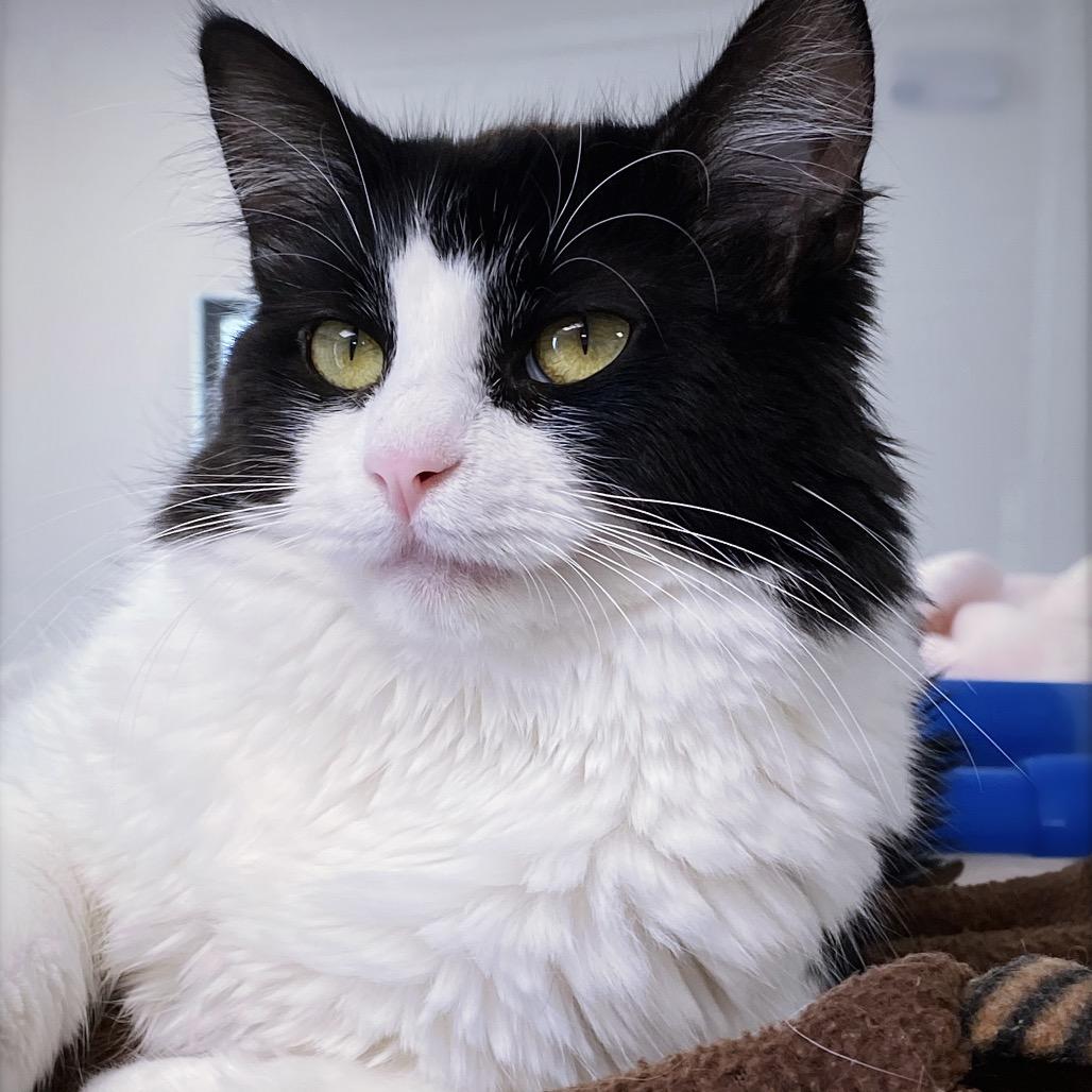 Snickers, Adoptable, Young Female Domestic Medium Hair.