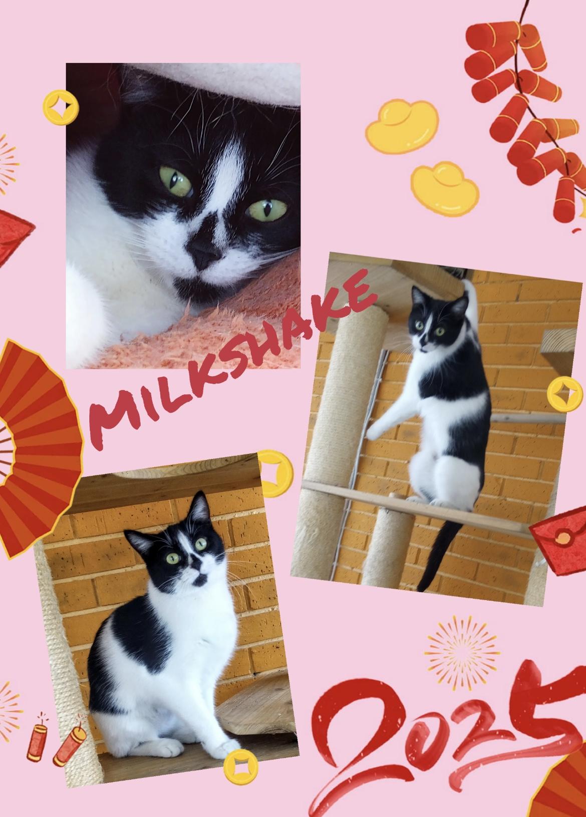 Enlarge Milkshake, a Adoptable mixed breed in Madison Heights, MI image 1/1