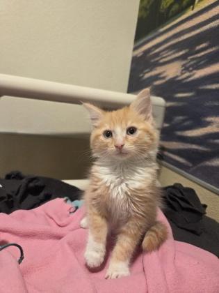 Enlarge Eddie, a Adoptable mixed breed in Pleasanton, CA image 2/3